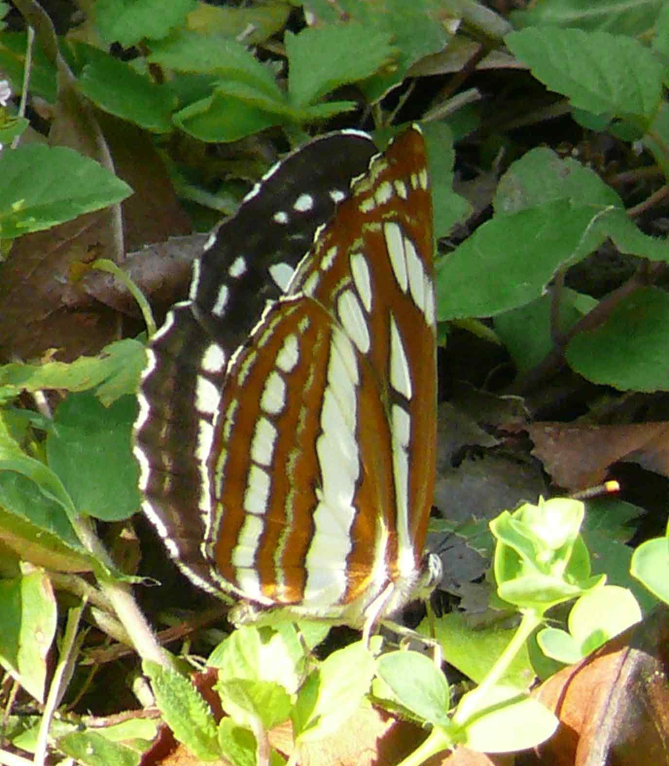 Neptis hylas Neptis hylas